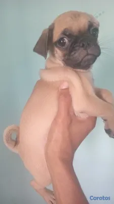 animales y mascotas - TU MASCOTA. LISTA 3