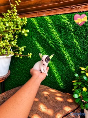 animales y mascotas - OFERTA CACHORRO CHIHUAHUA AMBOS SEXO UBICADO EN SANTO DOMINGO  5