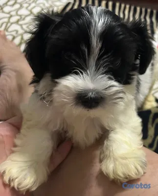 animales y mascotas - Cachorro macho Shihpoo  4
