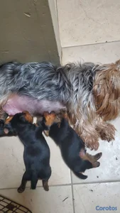 para apartal yorkie calidad 