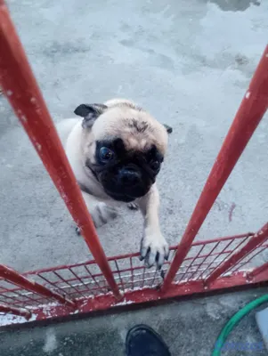 animales y mascotas - Pug cachorro pequeño perro pequeño  9