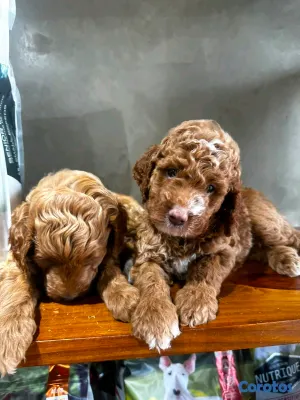 animales y mascotas - hermosos cachorritos goldendoodle  2