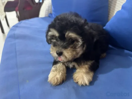 animales y mascotas - shihpoo chipoo, poodle, pudel 4