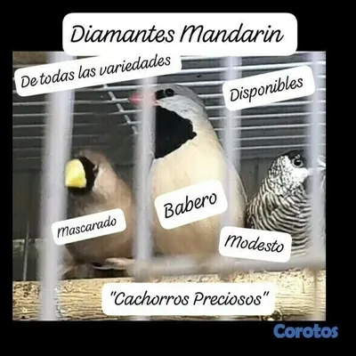 animales y mascotas - Aves Exóticas de todas las razas y Mutaciones.... 7