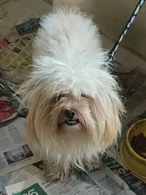 animales y mascotas - SHIPOO MACHO PARA APARTAR 6