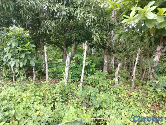solares y terrenos - finca perfecto para casa campestre en bayaguana  9