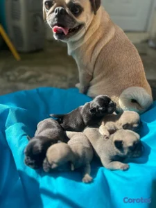 Cachorros Pugs