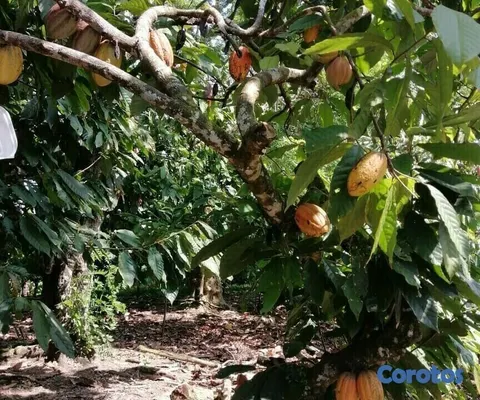 solares y terrenos - Se Vende finca de Cacao en San Fco. De Macoris
 6