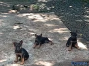 animales y mascotas - Cachorros Pastor Alemán 
