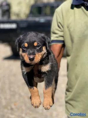 animales y mascotas - hermosos cachorritos rottwailer  3