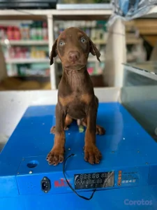 hermosos Cachorros doberman ambos sexo