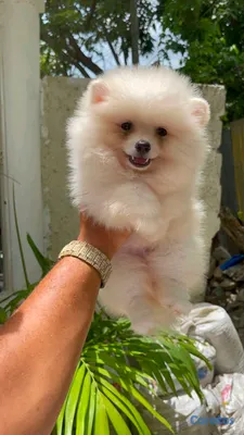 animales y mascotas - hermosos cachorritos pomerania osito peludos  2
