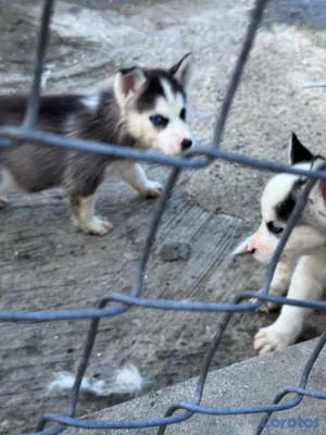 animales y mascotas - Husky siberiano 3
