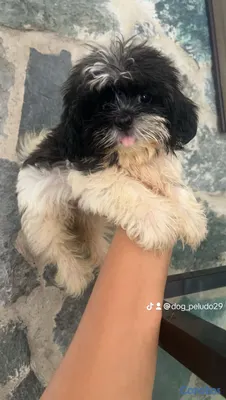 animales y mascotas - Shipoo hembras puras  4