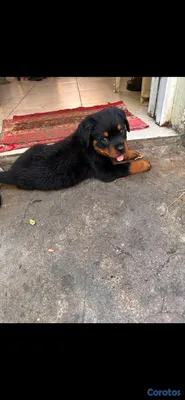 animales y mascotas - 🐾 Cachorros Rottweiler con Pedigree – Excelente Línea de Sangre 🐾 10