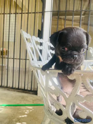 animales y mascotas - pug macho 6