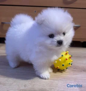 Pomerania hembra 