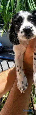 animales y mascotas - OFERTA CACHORRO COCKER SPANIEL MACHO UBICADO EN SANTO DOMINGO Y  2