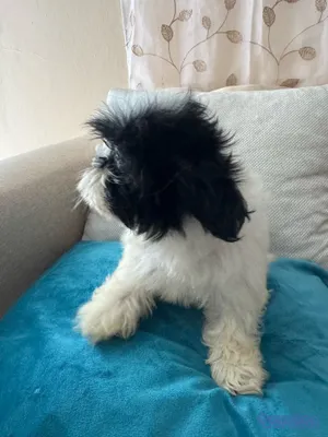 animales y mascotas - vendo cachorros shit tzu raza pura  5