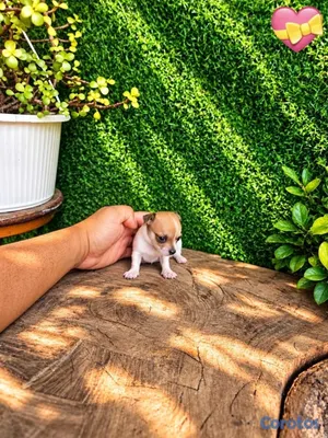 animales y mascotas - OFERTA CACHORRO CHIHUAHUA HEMBRA MINI UBICADO EN SANTO  6