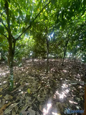 solares y terrenos - 🔵Terreno 50 tarea en  Piedra Blanca, Bonao 3