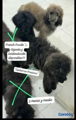 animales y mascotas - French Poodle Gigante y Goldendoodle de oportunidad!!! 10