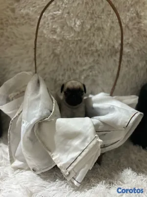 animales y mascotas - Pug  4