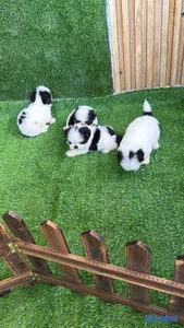 hermosos cachorritos de shitzu toy 