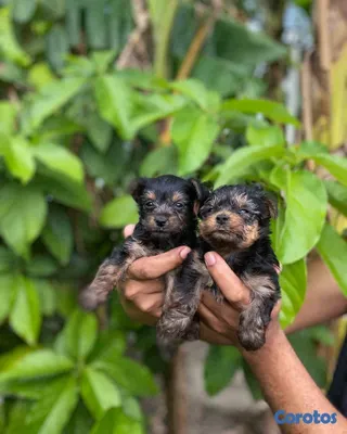 animales y mascotas - Yorkies Mini🐾💙 2