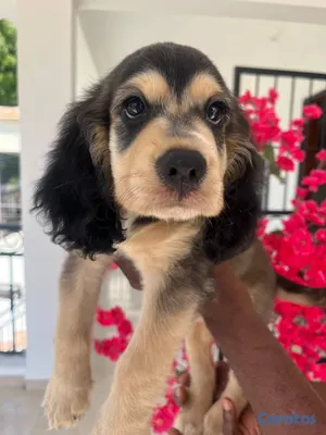 animales y mascotas - OFERTA CACHORRO COCKER SPANIEL AMBOS SEXO UB 4