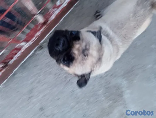 animales y mascotas - Pug cachorro pequeño perro pequeño  8