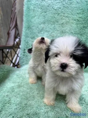 animales y mascotas - shipoo 5