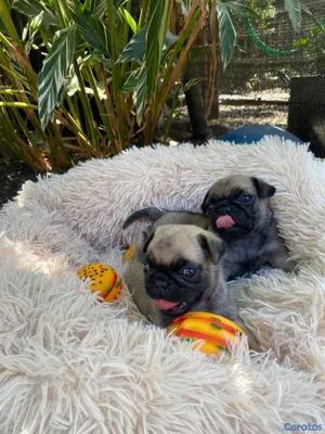 animales y mascotas - Cachorros Pugs
-Macho y Hembra 2
