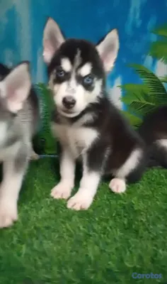 animales y mascotas - OFERTA CACHORRO HUSKY MACHO UBICADO EN SANTO DOMIN 3