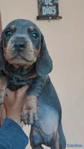 OFERTA CACHORRO SALCHICHA MACHO BLUE UBICADO EN SANTO DOMINGO 