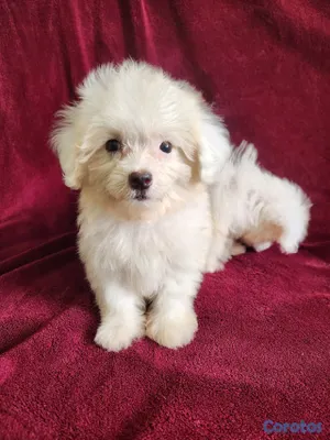 animales y mascotas - CACHORRAS MALTÉS DISPONIBLES 6