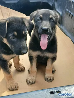 animales y mascotas - hermosos Cachorros pastor alemán  3