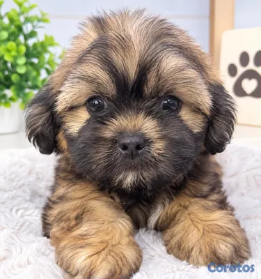 animales y mascotas - OFERTA CACHORRO SHIPOO HEMBRA EN UBICADO EN SANTO  2