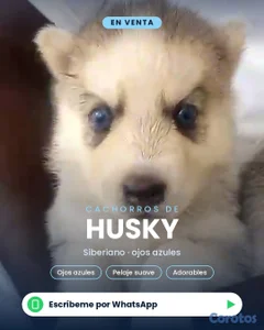 🐾 ¡CACHORROS HUSKY SIBERIANO EN VENTA! 🐾