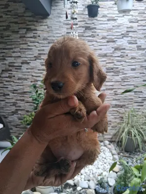 animales y mascotas - Lindos y juguetones  Golden Retriever esperando ser parte de tu casa  8