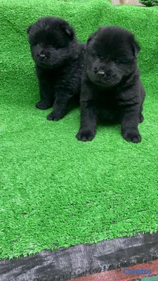 animales y mascotas - hermosos cachorritos de chow chow  2