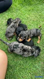 Hermosos Cachorritos de Salchichas merle exoticos