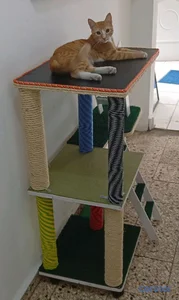 Área de juego para gatos 