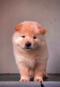 OFERTA CACHORRO CHOW CHOW AMBOS SEXO EN UBICADO EN
