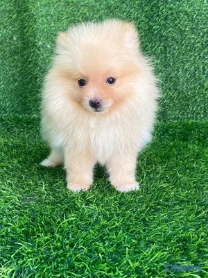 animales y mascotas - hermosos cachorritos pomerania mini  4