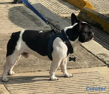 animales y mascotas - BULLDOG FRANCES FRENCHIE PARA MONTA 3