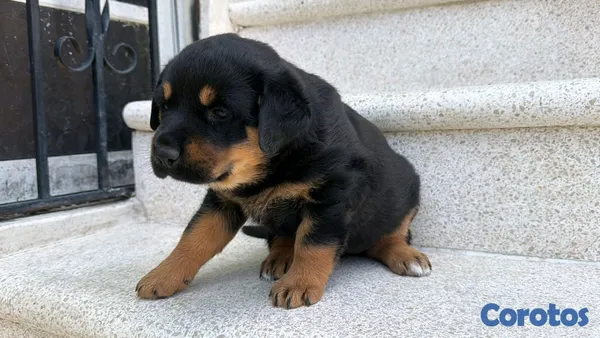 animales y mascotas - hermosos Cachorros de Rottwailer  4