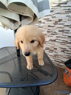 animales y mascotas - Golden Retriever no te quedes sin el tuyo  11