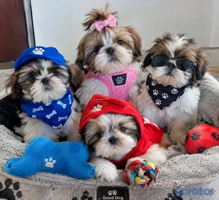 animales y mascotas - camada cachorros shih tzu %100% puro padres presente 8