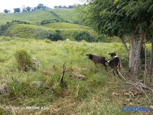 solares y terrenos - finca de 450 tareas con vocación ganadera en yamasa  6